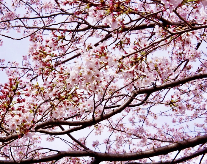 神奈川県横浜市・大岡川の桜